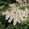 Fotografia 14 da espécie Pieris japonica do Jardim Botânico UTAD