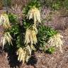 Fotografia 15 da espécie Pieris japonica do Jardim Botânico UTAD