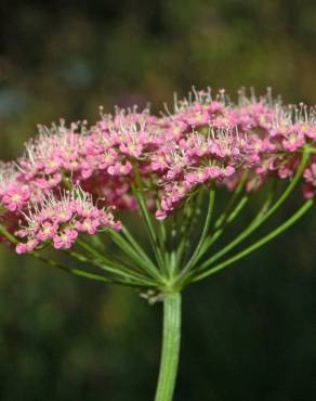 Fotografia 1 da espécie Pimpinella major no Jardim Botânico UTAD