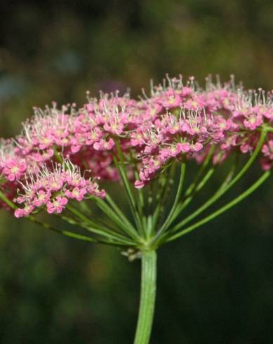 Fotografia de capa Pimpinella major - do Jardim Botânico