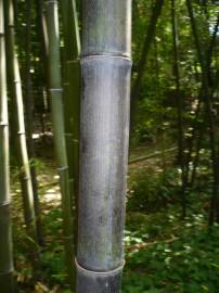 Fotografia da espécie Phyllostachys nigra