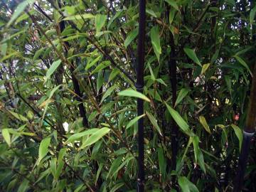 Fotografia da espécie Phyllostachys nigra