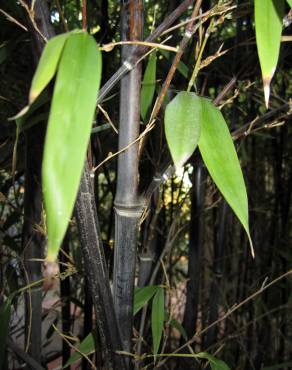 Fotografia 7 da espécie Phyllostachys nigra no Jardim Botânico UTAD