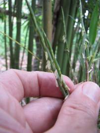 Fotografia da espécie Phyllostachys nigra