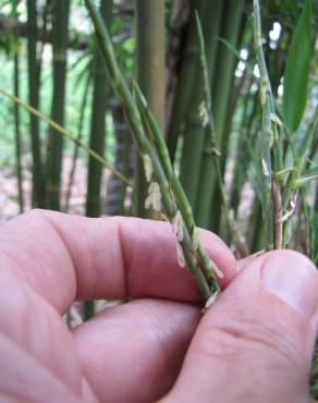 Fotografia 8 da espécie Phyllostachys nigra no Jardim Botânico UTAD