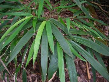 Fotografia da espécie Phyllostachys nigra