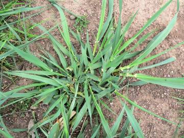 Fotografia da espécie Phalaris aquatica