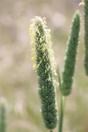 Fotografia da espécie Phalaris aquatica