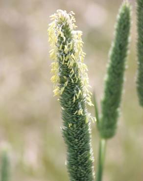 Fotografia 8 da espécie Phalaris aquatica no Jardim Botânico UTAD