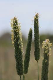 Fotografia da espécie Phalaris aquatica