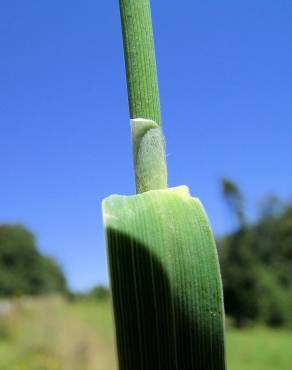 Fotografia 10 da espécie Phalaris aquatica no Jardim Botânico UTAD