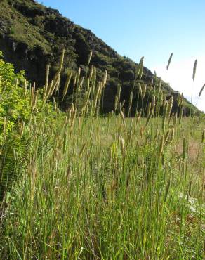 Fotografia 12 da espécie Phalaris aquatica no Jardim Botânico UTAD