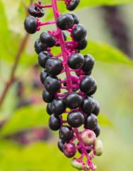 Phytolacca americana