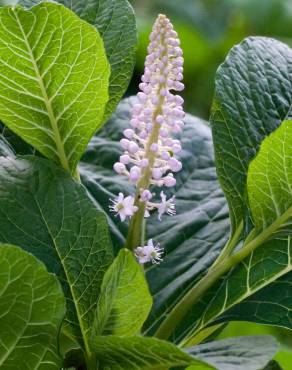 Fotografia 14 da espécie Phytolacca americana no Jardim Botânico UTAD