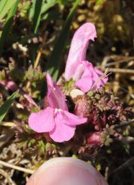 Fotografia da espécie Pedicularis palustris