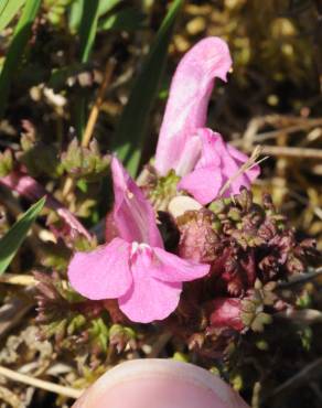 Fotografia 10 da espécie Pedicularis palustris no Jardim Botânico UTAD