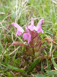 Fotografia da espécie Pedicularis palustris