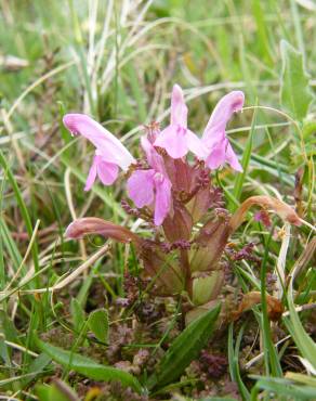 Fotografia 11 da espécie Pedicularis palustris no Jardim Botânico UTAD