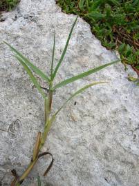 Fotografia da espécie Paspalum vaginatum