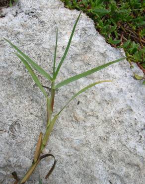 Fotografia 5 da espécie Paspalum vaginatum no Jardim Botânico UTAD