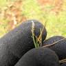 Fotografia 6 da espécie Paspalum vaginatum do Jardim Botânico UTAD