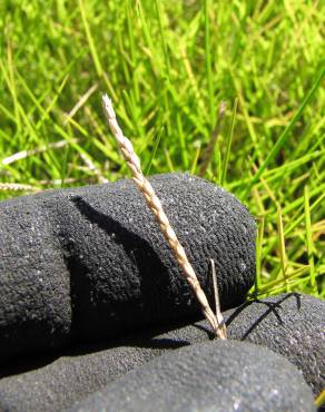 Fotografia 7 da espécie Paspalum vaginatum no Jardim Botânico UTAD