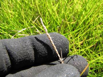 Fotografia da espécie Paspalum vaginatum