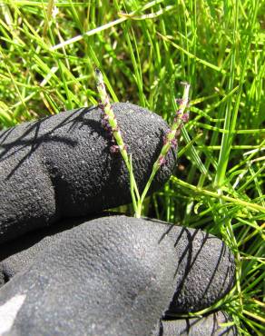 Fotografia 8 da espécie Paspalum vaginatum no Jardim Botânico UTAD