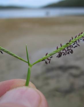 Fotografia 9 da espécie Paspalum vaginatum no Jardim Botânico UTAD