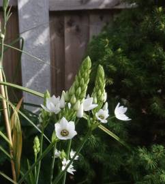 Fotografia da espécie Ornithogalum thyrsoides