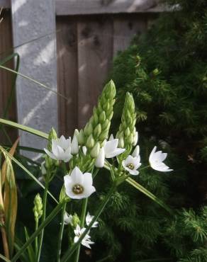 Fotografia 9 da espécie Ornithogalum thyrsoides no Jardim Botânico UTAD