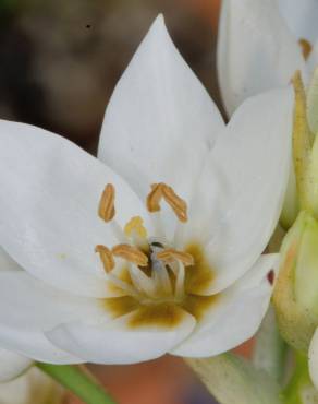 Fotografia 10 da espécie Ornithogalum thyrsoides no Jardim Botânico UTAD