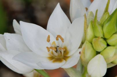 Fotografia da espécie Ornithogalum thyrsoides