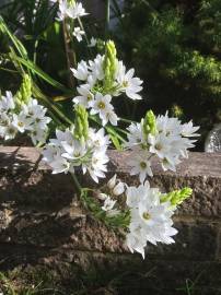 Fotografia da espécie Ornithogalum thyrsoides