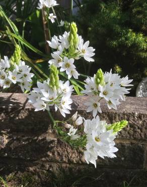 Fotografia 11 da espécie Ornithogalum thyrsoides no Jardim Botânico UTAD