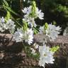 Fotografia 11 da espécie Ornithogalum thyrsoides do Jardim Botânico UTAD