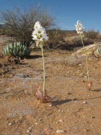 Fotografia da espécie Ornithogalum thyrsoides