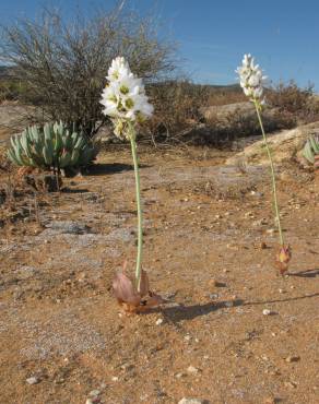 Fotografia 12 da espécie Ornithogalum thyrsoides no Jardim Botânico UTAD