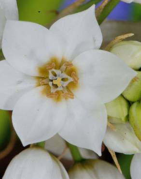 Fotografia 13 da espécie Ornithogalum thyrsoides no Jardim Botânico UTAD