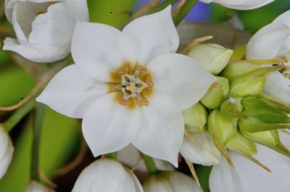 Fotografia da espécie Ornithogalum thyrsoides