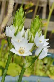 Fotografia da espécie Ornithogalum thyrsoides