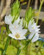 Fotografia da espécie Ornithogalum thyrsoides