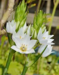 Ornithogalum thyrsoides