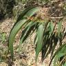 Fotografia 2 da espécie Eucalyptus camaldulensis do Jardim Botânico UTAD