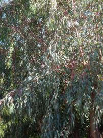 Fotografia da espécie Eucalyptus camaldulensis