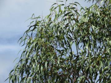 Fotografia da espécie Eucalyptus camaldulensis