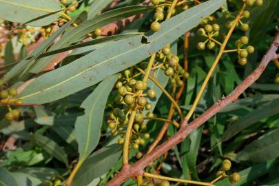 Fotografia da espécie Eucalyptus camaldulensis