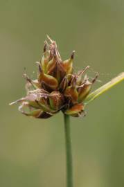 Fotografia da espécie Carex oedipostyla