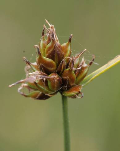 Fotografia de capa Carex oedipostyla - do Jardim Botânico