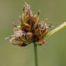 Fotografia 1 da espécie Carex oedipostyla do Jardim Botânico UTAD